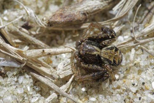 Réf. 316 447 : Xysticus sp.