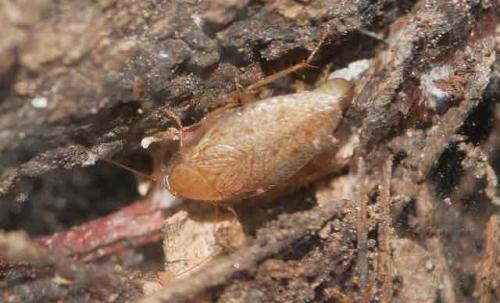 Réf. 316 251 : Ectobius pallidus