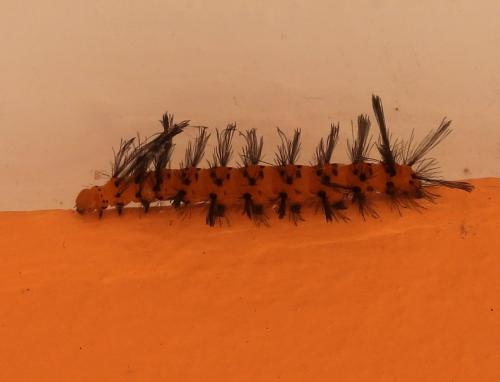 Réf. 316 565 : Syntomeida epilais