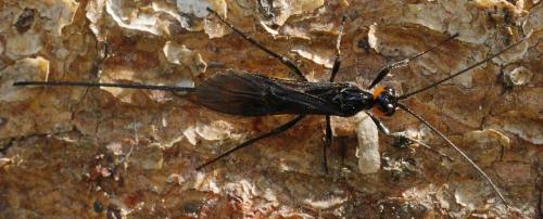 Atanycolus sp.