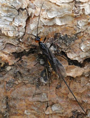Réf. 316 327 : Atanycolus sp.