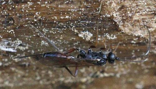 Réf. 316 647 : Cryptinae inconnu