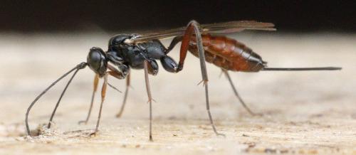 Réf. 316 667 : Cryptinae inconnu