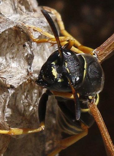 Réf. 316 478 : Polistes biglumis