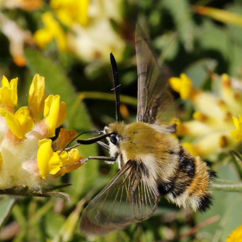 Hemaris tityus