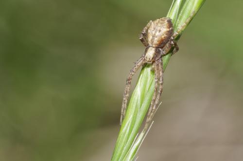 Philodromus sp.