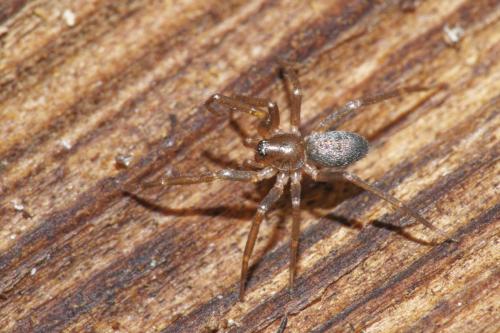 Réf. 316 136 : Sagana rutilans