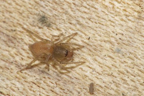 Clubiona sp.