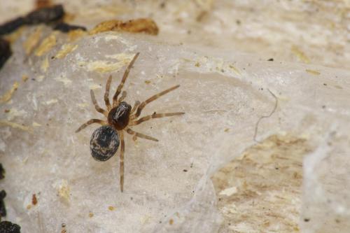 Réf. 316 319 : Dictyna sp.