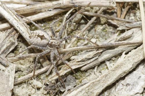 Réf. 316 281 : Thanatus vulgaris
