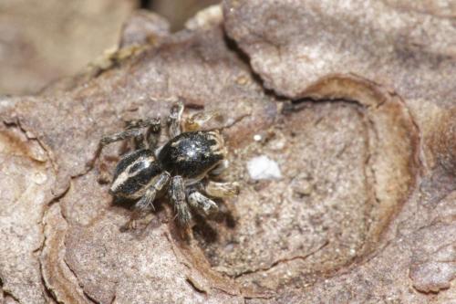 Aelurillus v-insignitus