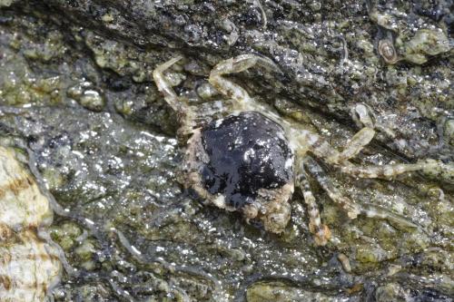 Réf. 316 502 : Carcinus maenas