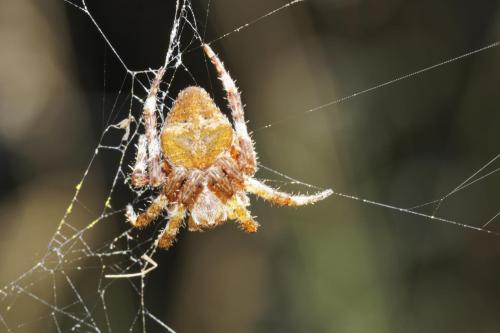 Araneus angulatus