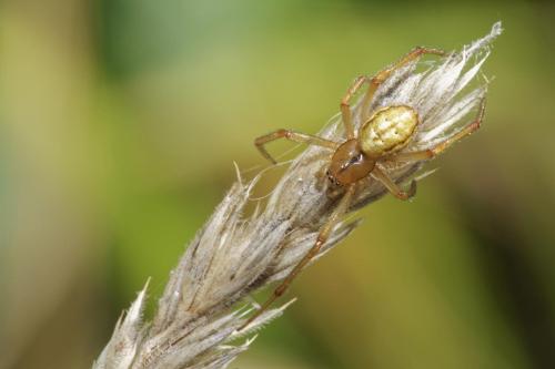 Réf. 316 371 : Enoplognatha sp.