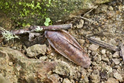 Réf. 316 295 : Rhabdoblatta sp.