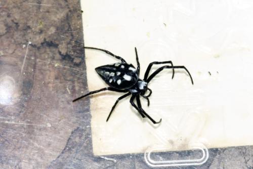 Réf. 316 441 : Neogea nocticolor