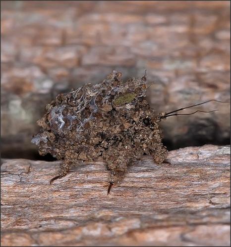 Acanthaspis sp.