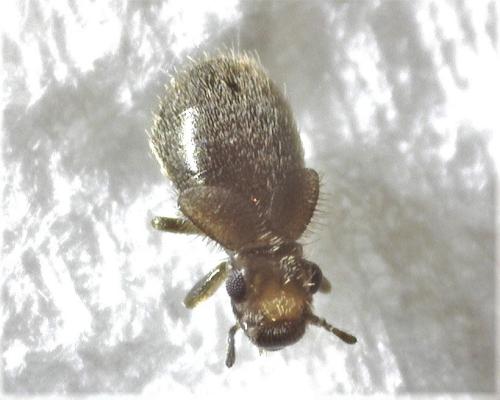 Lepinotus patruelis