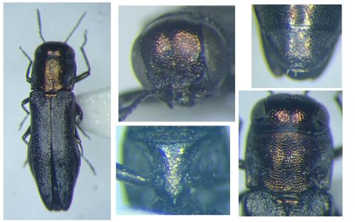 Réf. 316 318 : Agrilus grandiceps hemiphanes