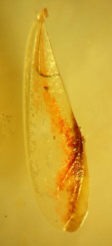 Teratocoris antennatus