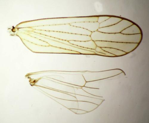 Javesella sp.
