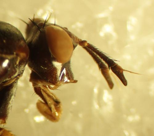 Réf. 316 564 : Sepedon sphegea