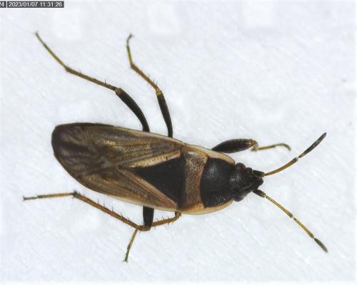 Xanthochilus quadratus