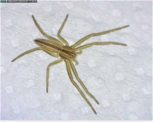Tibellus sp.