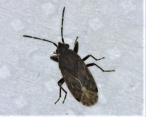 Peritrechus geniculatus