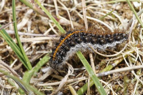 Réf. 316 752 : Coscinia striata