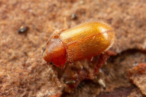 Micrambe sp.