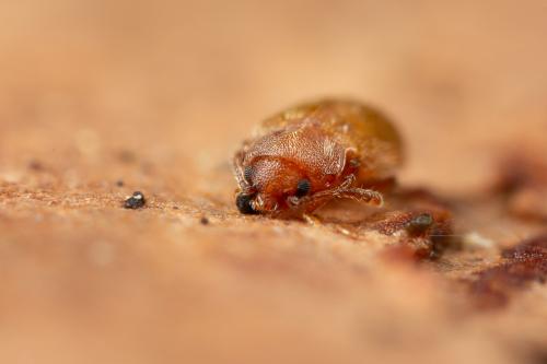 Réf. 316 227 : Micrambe sp.