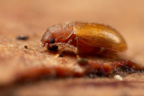 Réf. 316 225 : Micrambe sp.