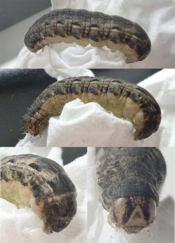 Réf. 316 072 : Noctua pronuba