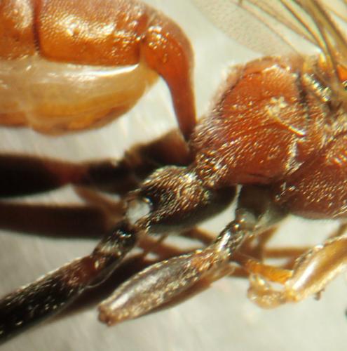 Crytea erythraea