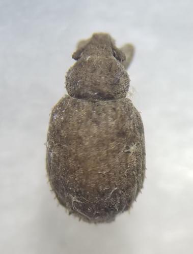 Réf. 316 985 : Romualdius sp.