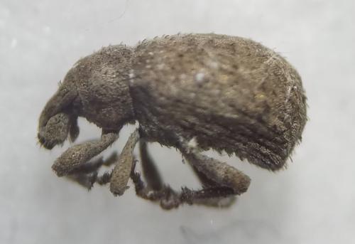 Réf. 316 984 : Romualdius sp.