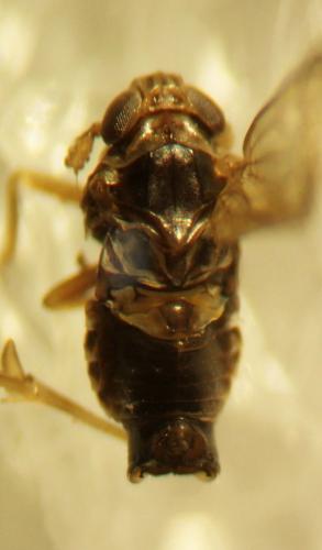 Javesella sp.