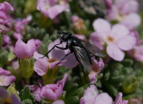 Rhinophora lepida