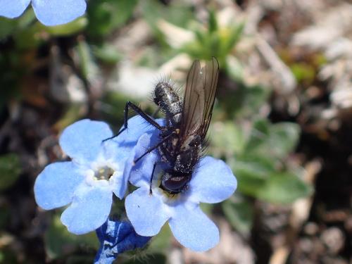 Réf. 316 444 : Anthomyiinae inconnu