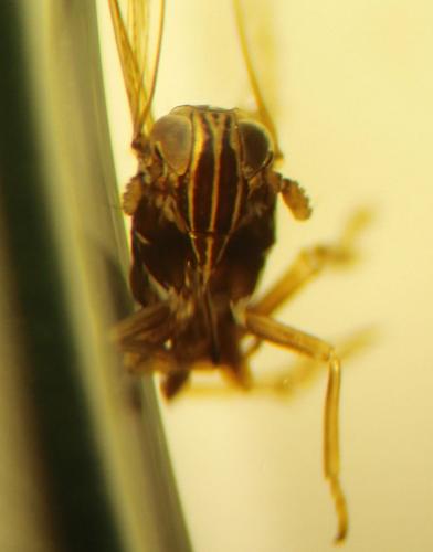 Javesella sp.