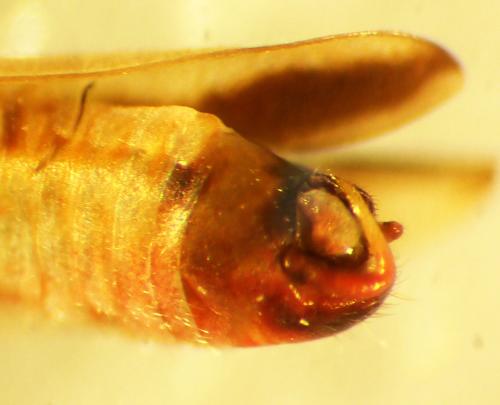 Teratocoris antennatus