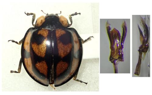 Réf. 316 399 : Aiolocaria hexaspilota