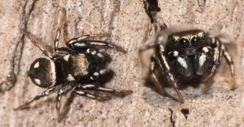 Heliophanus apiatus