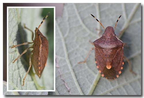 Peribalus strictus vernalis