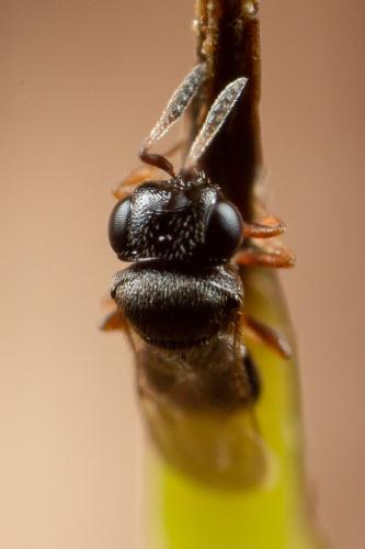 Trissolcus sp.