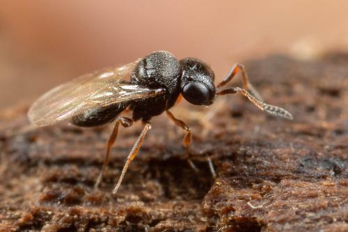 Trissolcus sp.