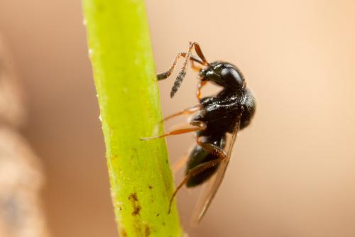 Trissolcus sp.