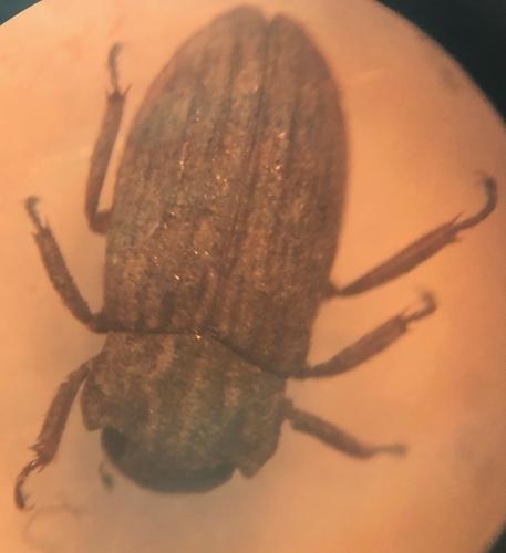 Helophorus sp.