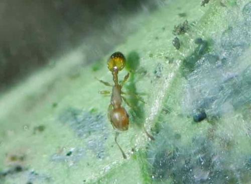 Réf. 316 269 : Temnothorax sp.
